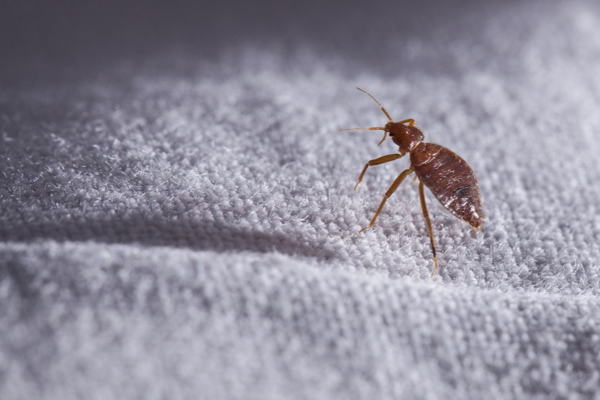 Are You at Risk for Bringing Bed Bugs Home from Summer Vacation? | San Joaquin Pest Control