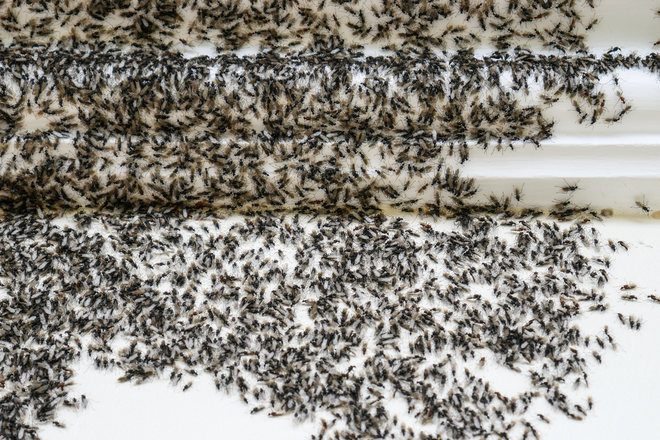 Four Steps You Can Take in the Spring to Prevent a Summer Pest Infestation | San Joaquin Pest Control