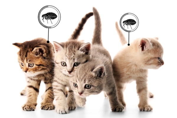 HOW TO GET RID OF A FLEA OR TICK INFESTATION | San Joaquin Pest Control