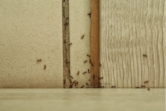 How to Determine if Your Home is Infested by Pests That are Common in Visalia, CA | San Joaquin Pest Control