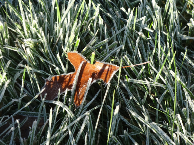How to Get Ready for Spring Pests During the Colder Months | San Joaquin Pest Control