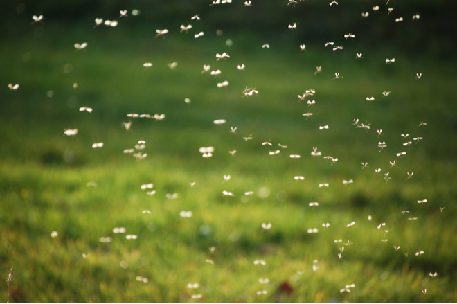 Keep Your Visalia Home Free from Pests through the Spring and Summer | San Joaquin Pest Control