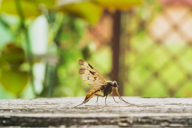 Pests You Will See More of During the Summer Months | San Joaquin Pest Control