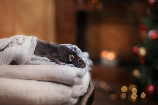 Pests that Continue to Be a Threat Throughout the Winter | San Joaquin Pest Control