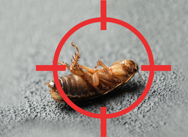 Risks You Take if You Skip Out on Pest Control for Your Business | San Joaquin Pest Control