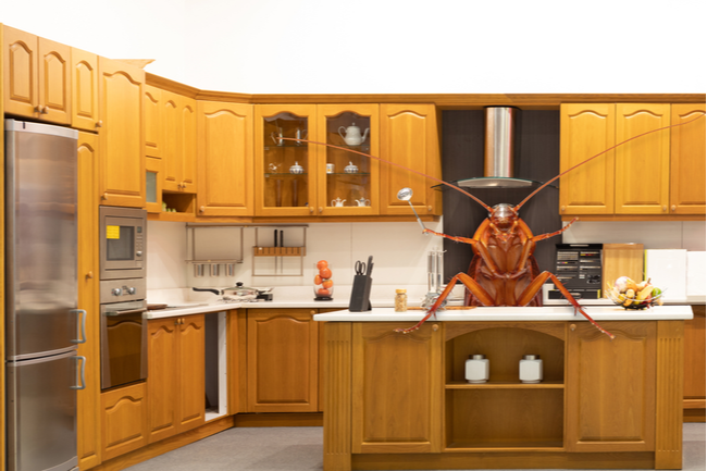 SIGNS OF PEST ACTIVITY THAT SHOULD PROMPT YOU TO TAKE IMMEDIATE ACTION | San Joaquin Pest Control