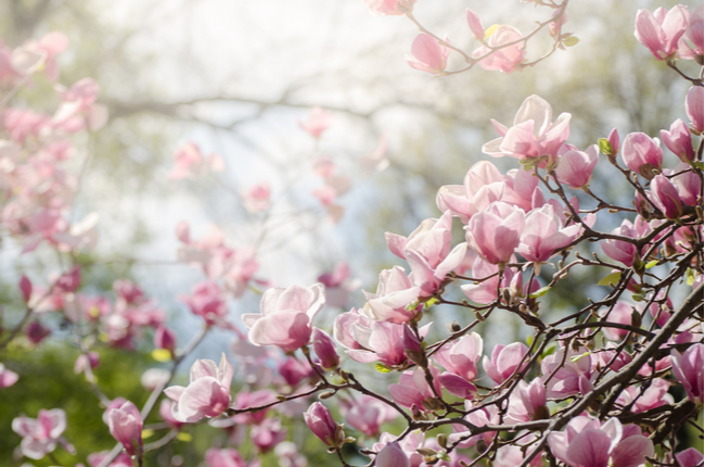 SPRING IS COMING – DO THESE 4 THINGS TO PREVENT PEST PROBLEMS | San Joaquin Pest Control