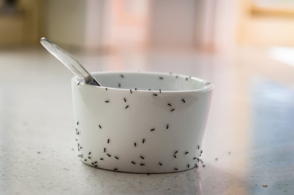 Shutterstock_1094462600 (1)