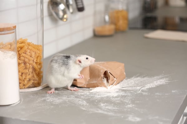 Shutterstock_1519882502