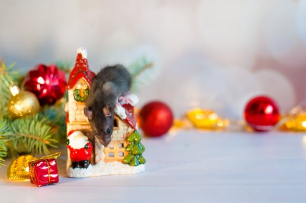 Shutterstock_1545960518