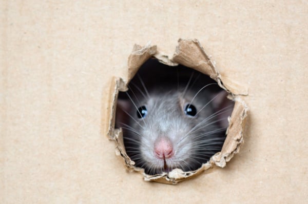 Shutterstock_1735117673