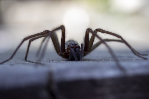 Shutterstock_1801549510