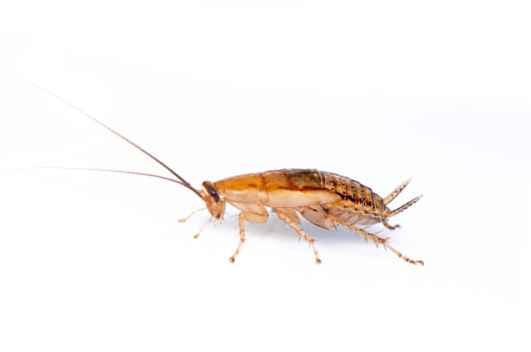 Shutterstock_1988850209