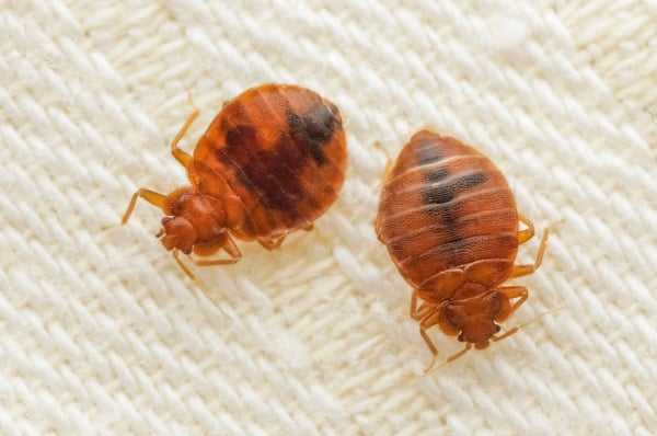 Shutterstock_2255798623