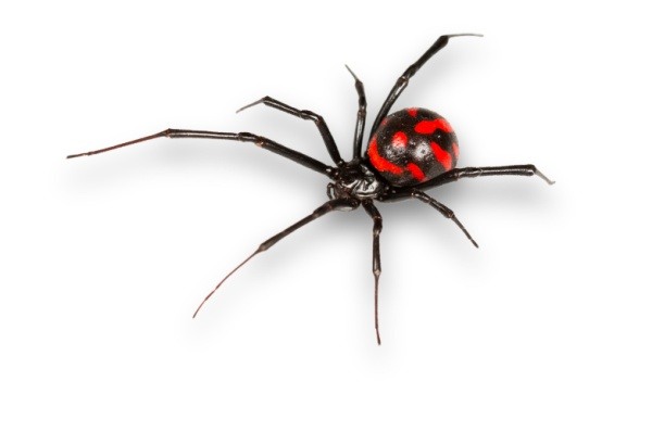 Shutterstock_2478443947