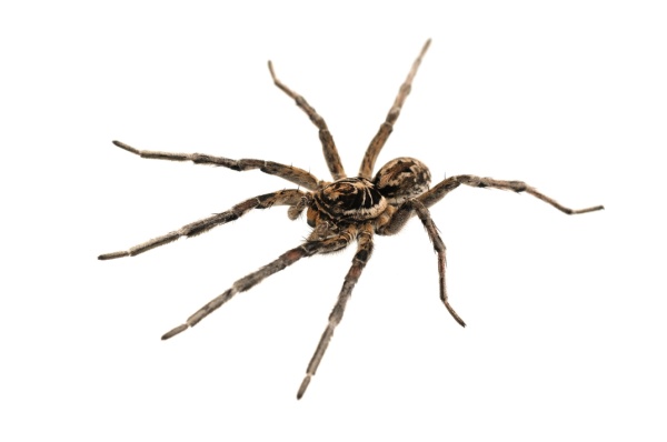 Shutterstock_338067551
