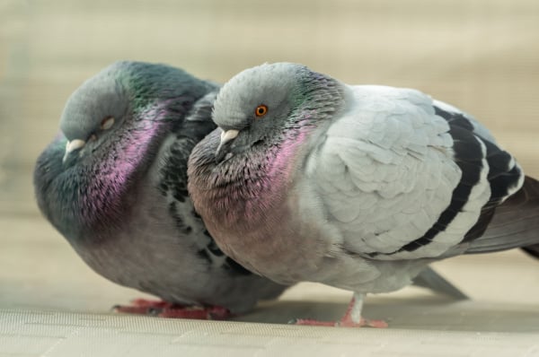 Shutterstock_422893804 (1)