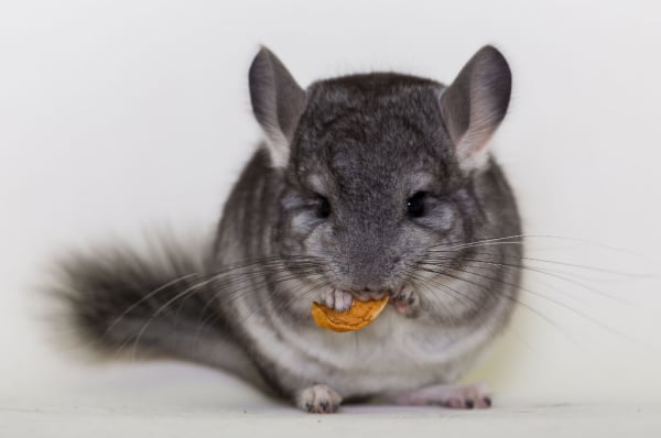 Shutterstock_469844015 (1)