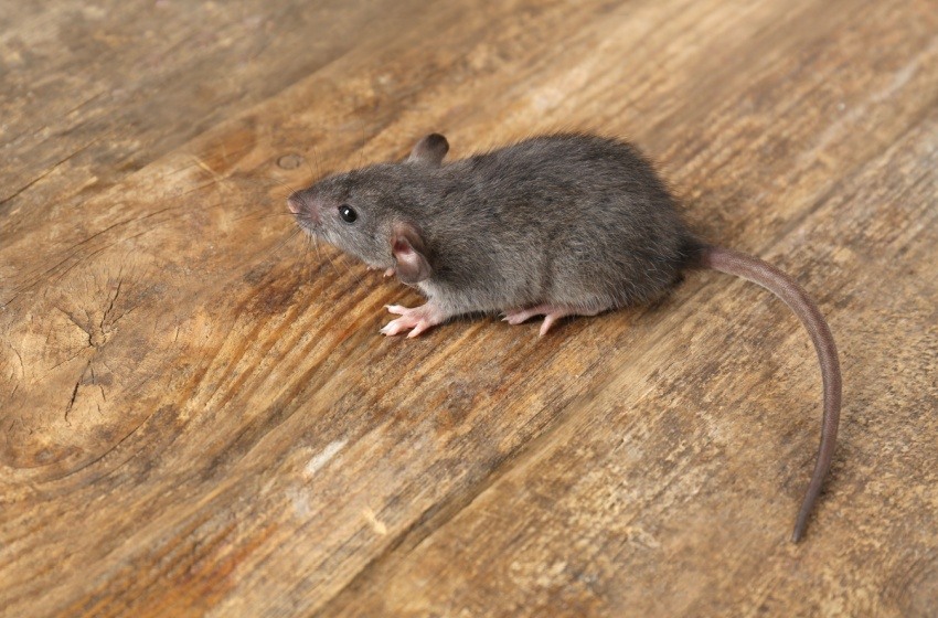 Shutterstock_636983839