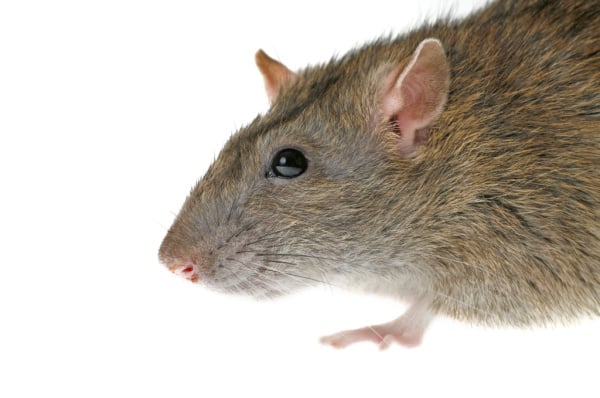 Shutterstock_682434922