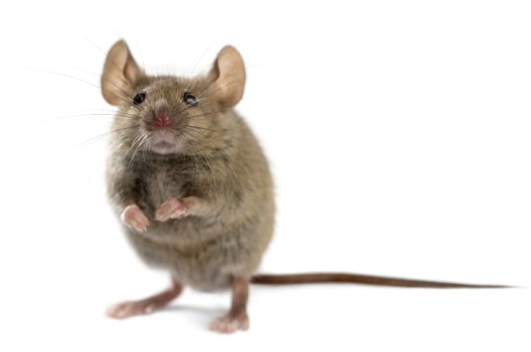 Shutterstock_749507149