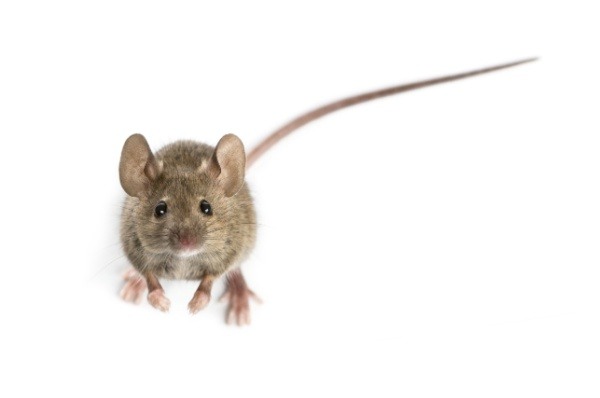 Shutterstock_749507158