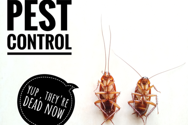 The Most Effective Options for Eliminating Pests | San Joaquin Pest Control