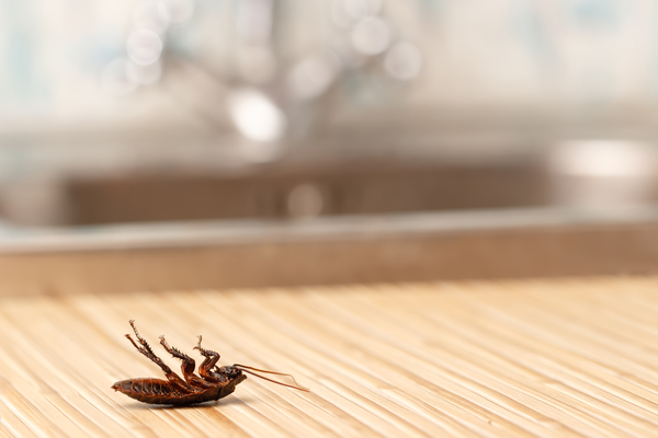 Tips on Keeping Your Home Protected from Pests All Year Long | San Joaquin Pest Control