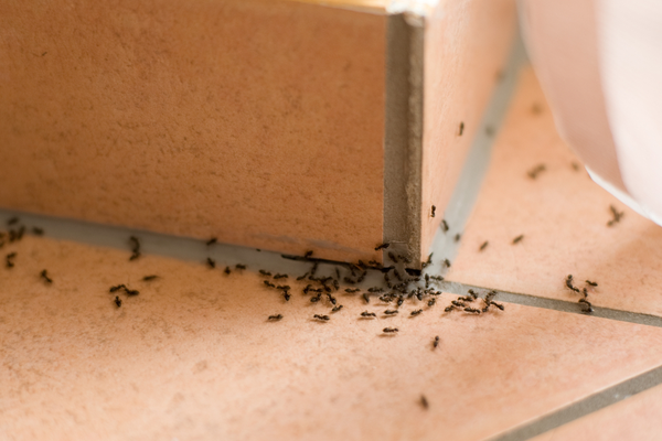 Types of Pests that are More Active in Visalia During the Summer | San Joaquin Pest Control