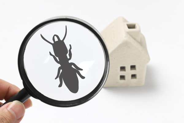 WHAT SHOULD I DO IF I FIND OUT MY HOME HAS TERMITES? | San Joaquin Pest Control