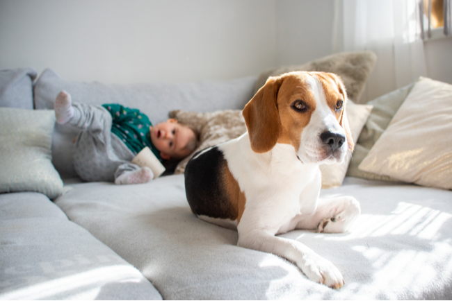 WHERE TO FIND KID AND PET-FRIENDLY PEST CONTROL SERVICES IN VISALIA | San Joaquin Pest Control