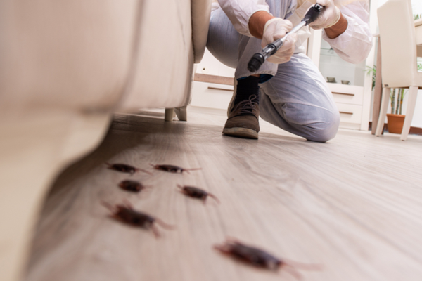 What You Should Do Now to Prevent Future Pests at Your Visalia Home | San Joaquin Pest Control