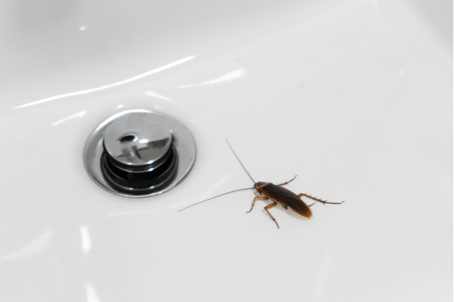 Where to Go for Help if You Have a Pest Problem in Your Home | San Joaquin Pest Control