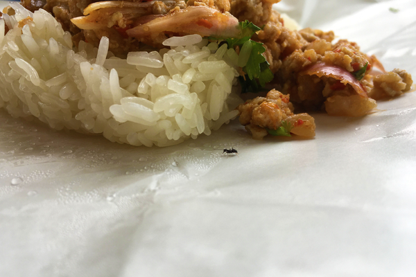 Where to Turn for Professional Pest Control for Your Visalia, CA Restaurant | San Joaquin Pest Control