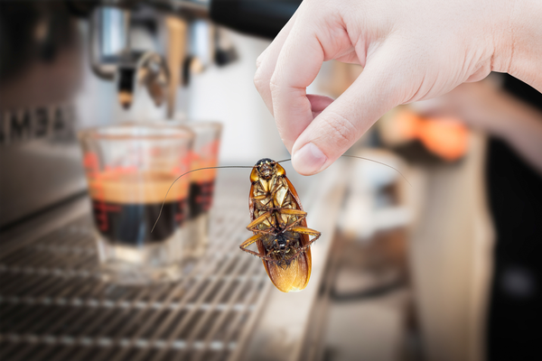 Why Integrated Pest Management is Important for Your Visalia, CA Business | San Joaquin Pest Control