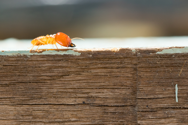 shutterstock_1048924571
