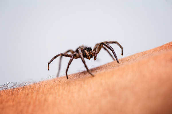 shutterstock_1463869529