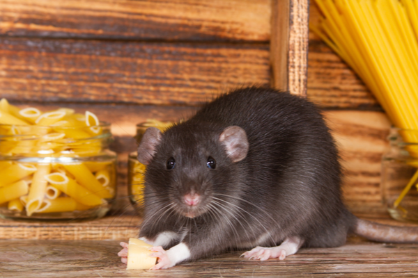 shutterstock_1518857045