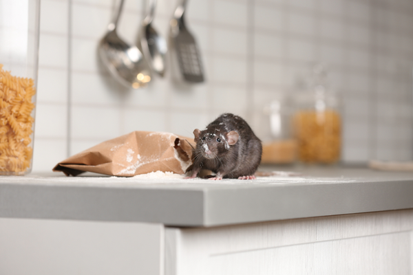 shutterstock_1529347655