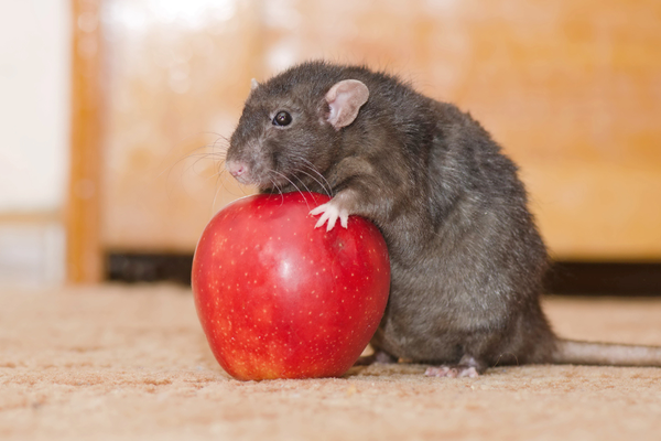 shutterstock_796644532