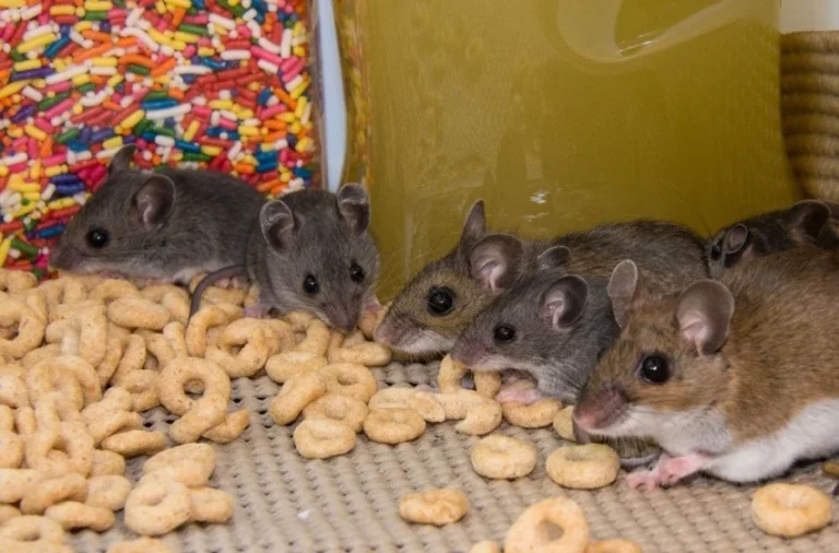 how-do-i-know-if-i-have-a-mouse-infestation-in-my-home