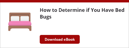 how-to-determine-if-you-have-bed-bugs