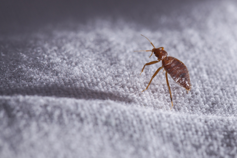 are-you-at-risk-for-bringing-bed-bugs-home-from-summer-vacation