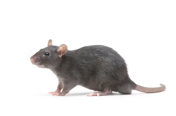 do-rats-and-mice-carry-disease
