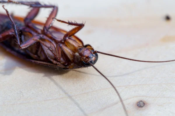 if-i-see-one-cockroach-should-i-be-worried-i-have-an-infestation