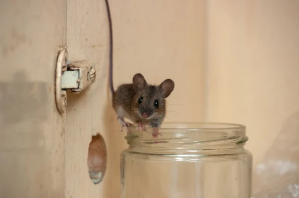 are-mice-a-common-problem-in-bakersfield-ca