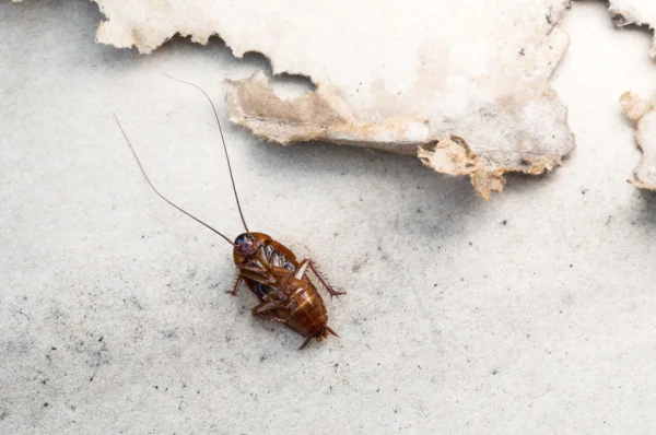 can-i-get-rid-of-a-cockroach-problem-on-my-own