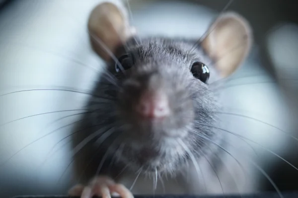 3 Things Homeowners Can Do To Prevent Rodents