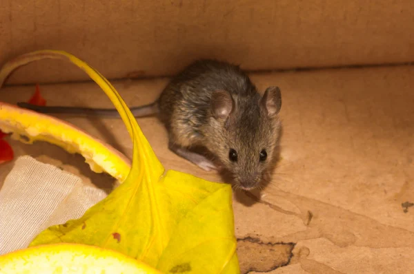 do-rodents-cause-property-damage