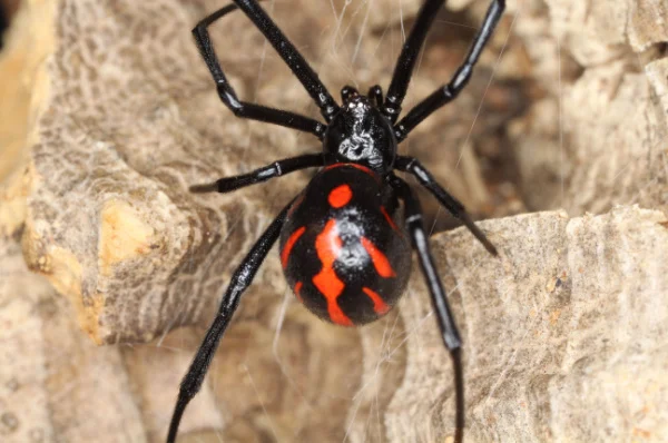 should-i-be-worried-if-i-see-a-black-widow-in-my-home